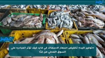 «توفير أكيد» تخفيض أسعار الأسماك في فايد كيف تؤثر المبادرة على السوق المحلي من غدًا